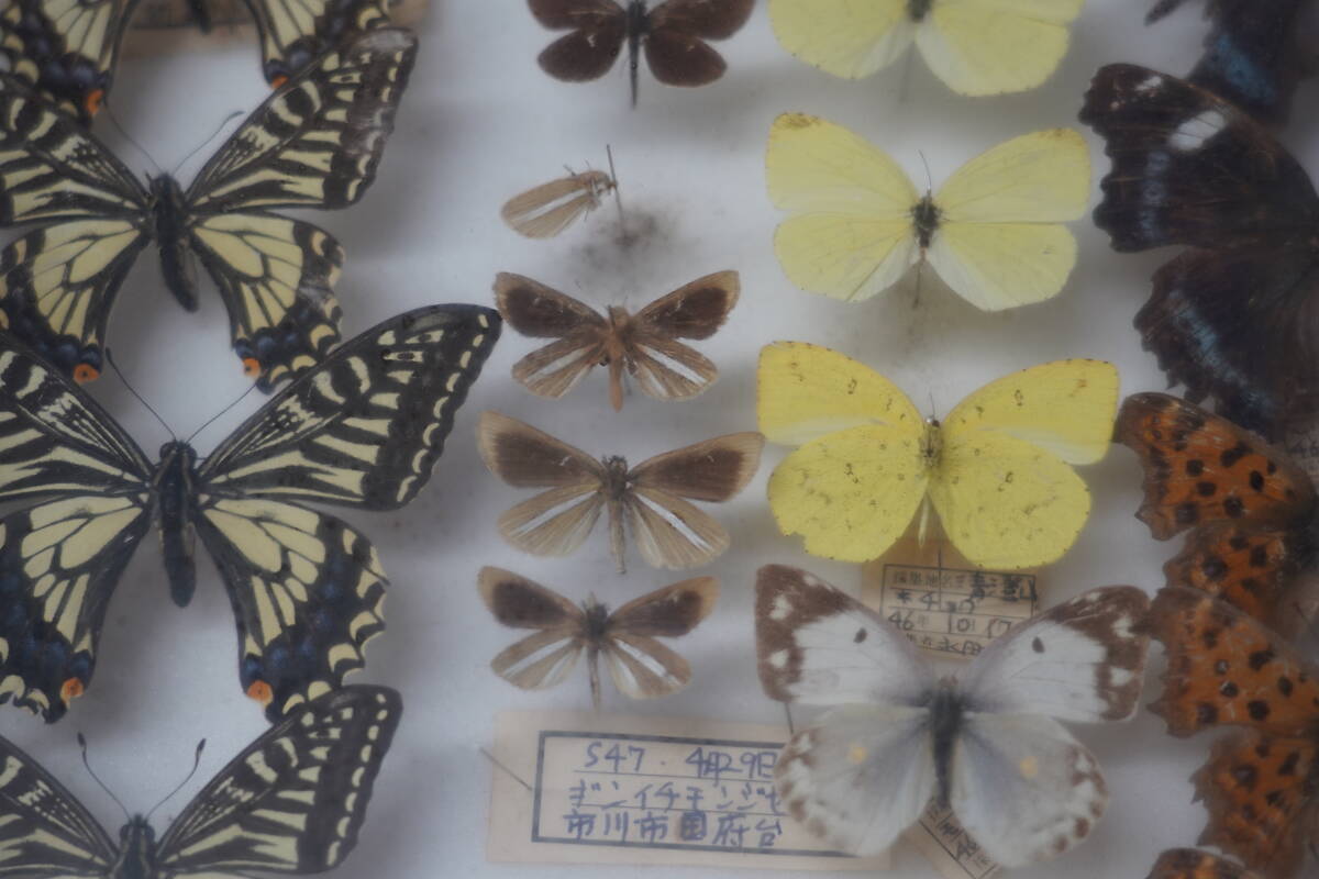* rare! butterfly specimen butterfly . Chiba prefecture Tokyo Metropolitan area etc. 1972 year ( Showa era 47 year ) about Germany type specimen box treasure collector that time thing Vintage *8