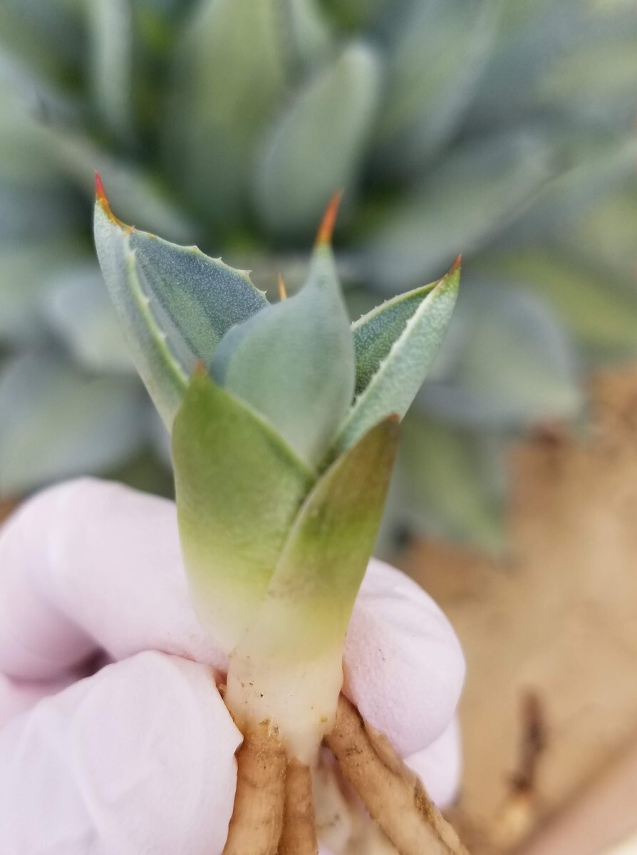 .. heaven . agave Paris - horn changer sis.. entering Agave parryi var huachucensis f.variegata search chitanota America -na tiger n car ta