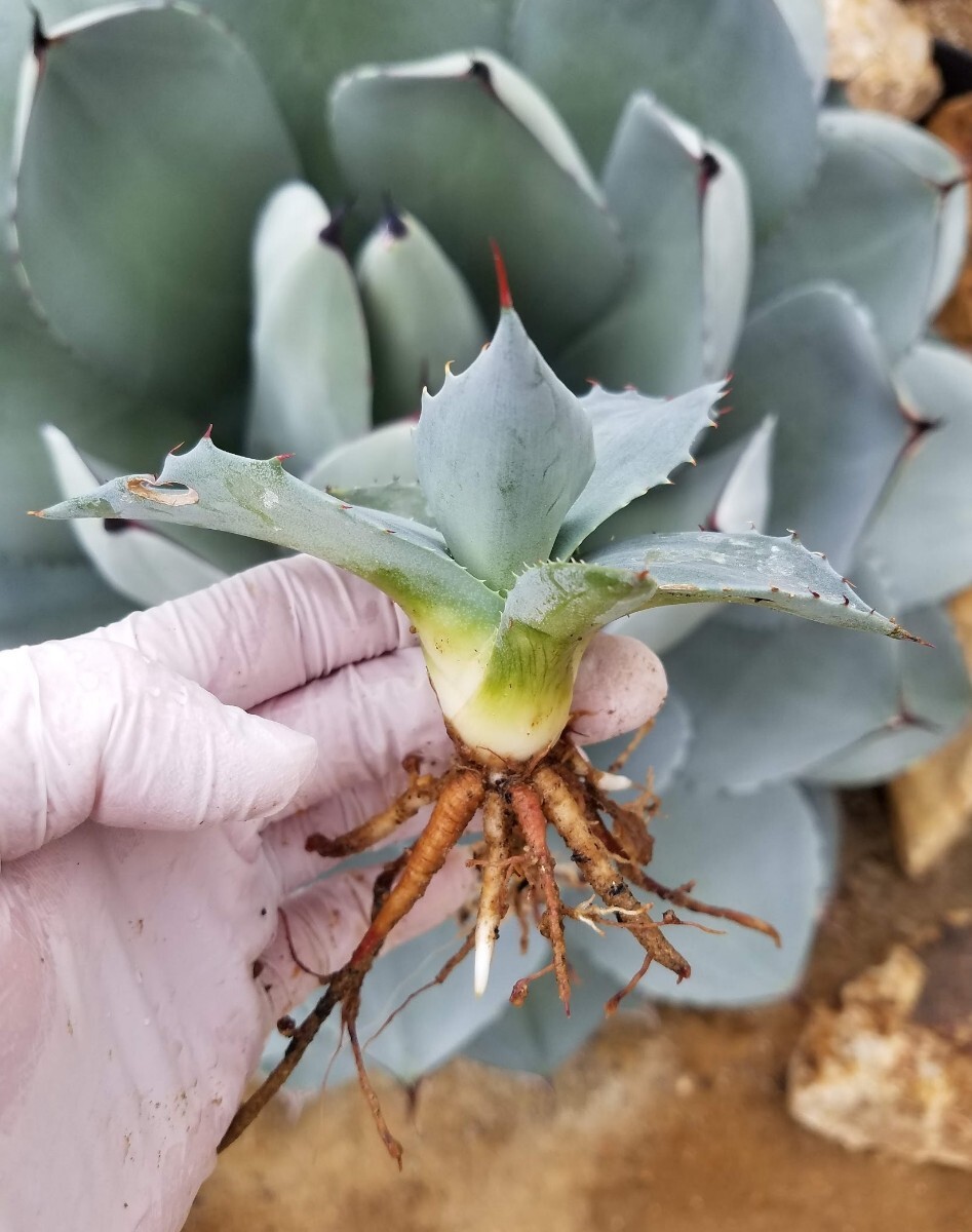 【特選株】アガベ パリー トランカータ Agave parryi var truncata 検索 チタノタ アメリカーナ 吉祥天 _画像2