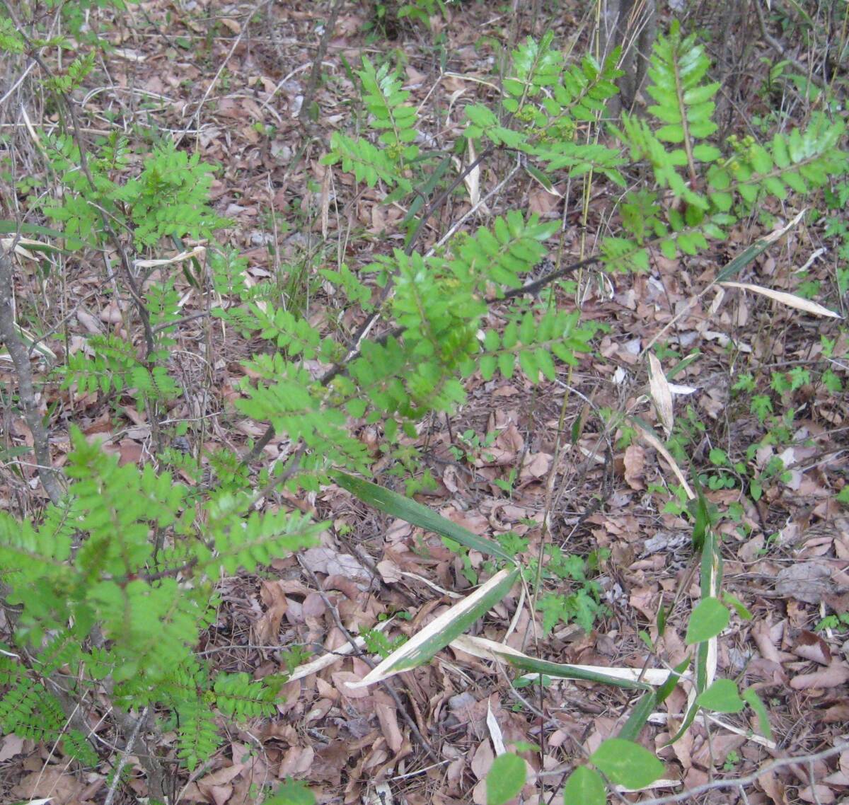 ■ 南アルプス山麓　山椒の葉　20ｇ　―　送料込み_画像1