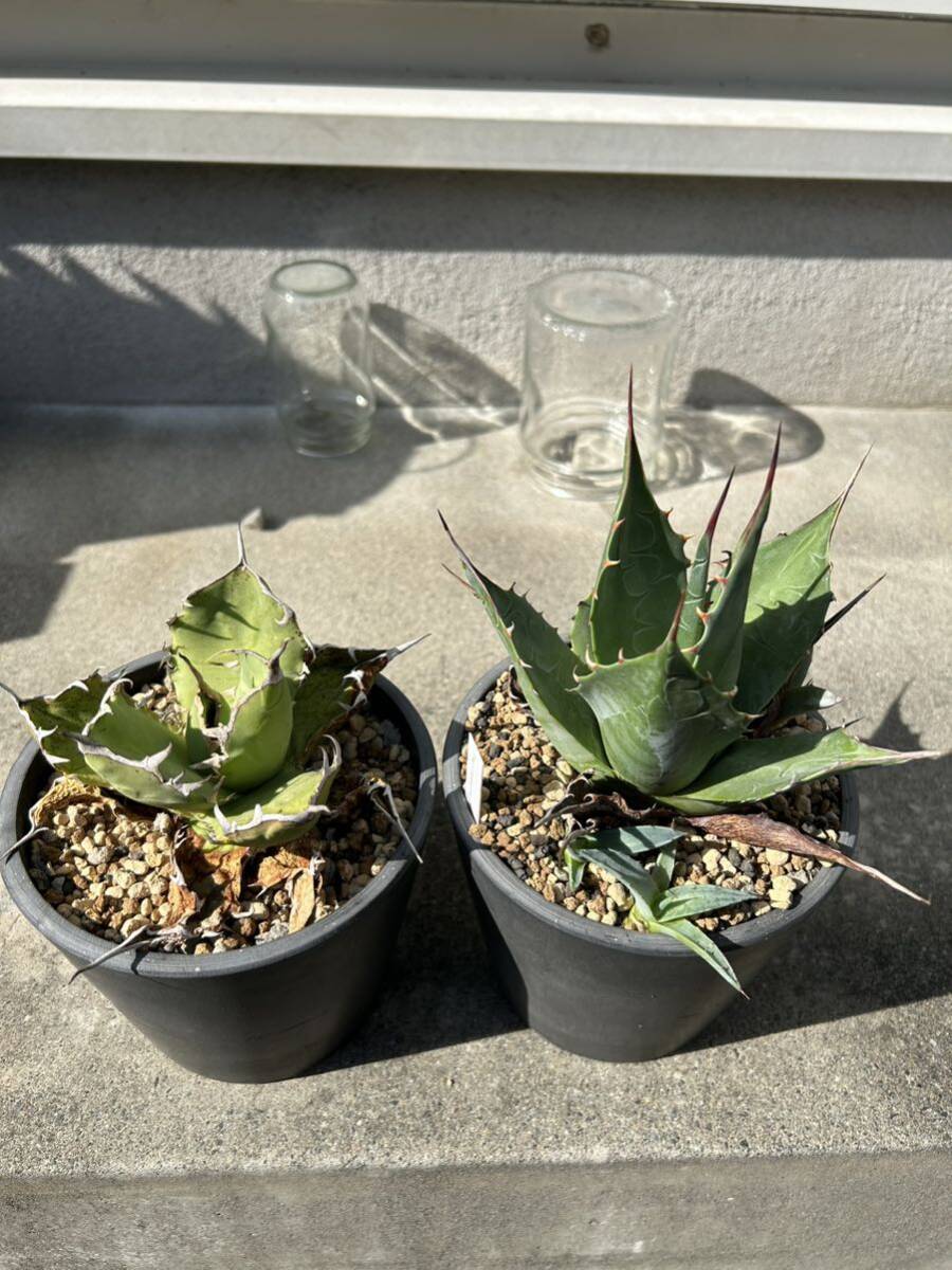 Agave チタノタ 、パラサナセット 子株 強棘の画像1