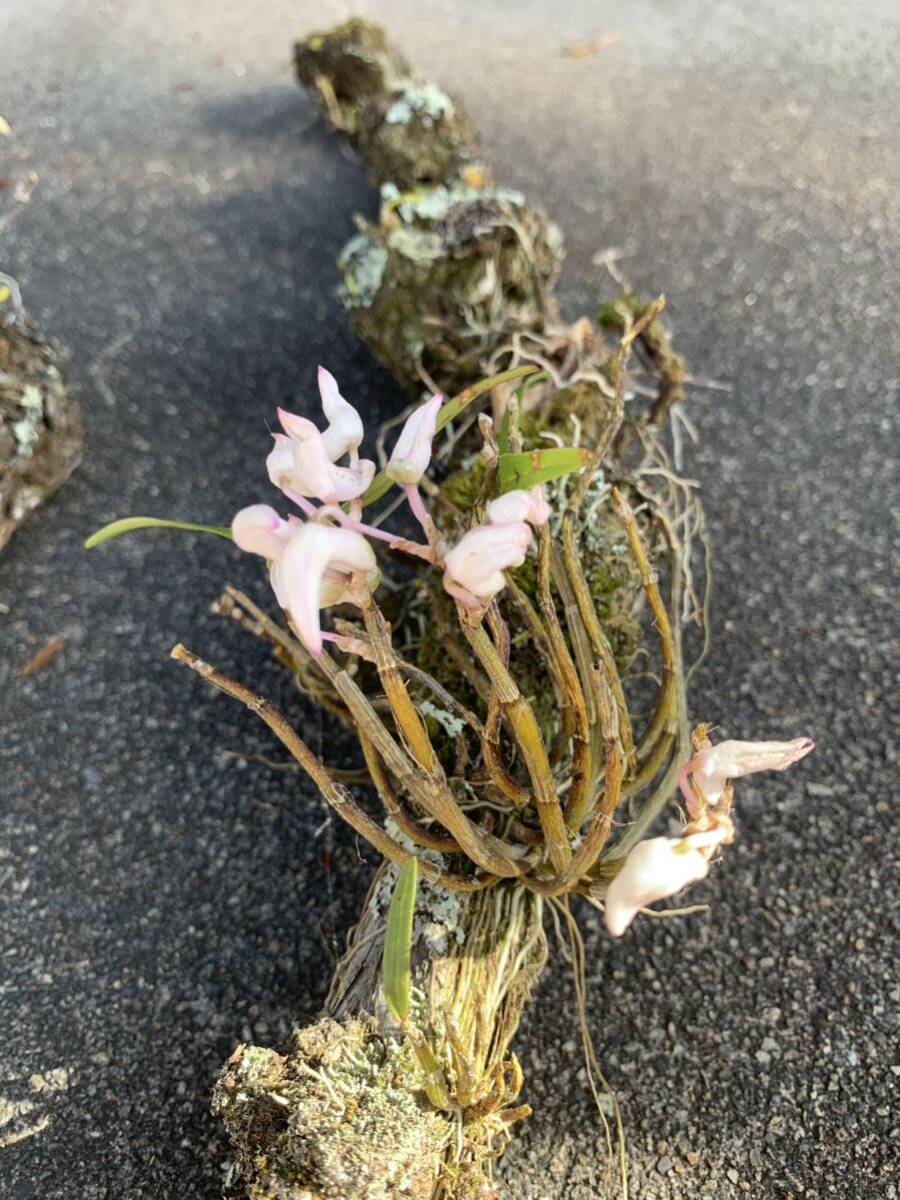  Dendrobium moniliforme natural thing N put on raw orchid fields and mountains grass . raw orchid succulent plant gardening length raw orchid potted plant 