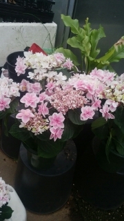 ** Tokutoku ** * profit with translation gak hydrangea [ woman god ..]. large discharge does. **