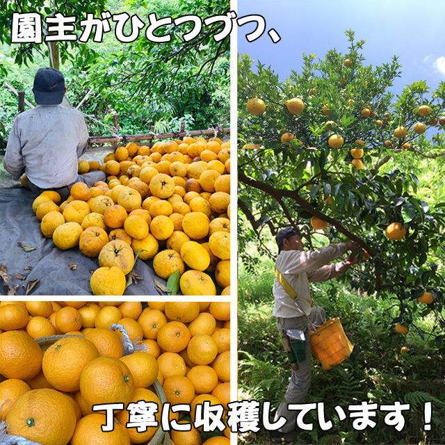 あまなつ 甘夏 ５ｋｇ 送料無料 初夏の味覚を産地直送_画像4