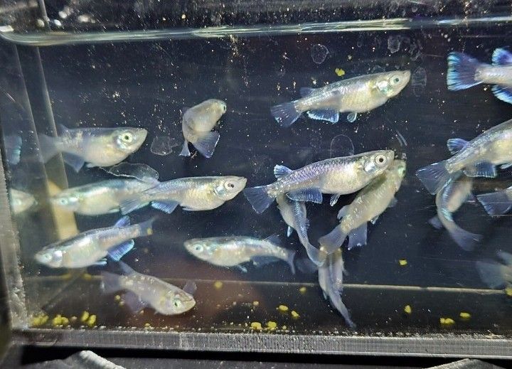 サバの極みメダカ　卵30個+a　だるま因子あり　ヒレ長因子あり