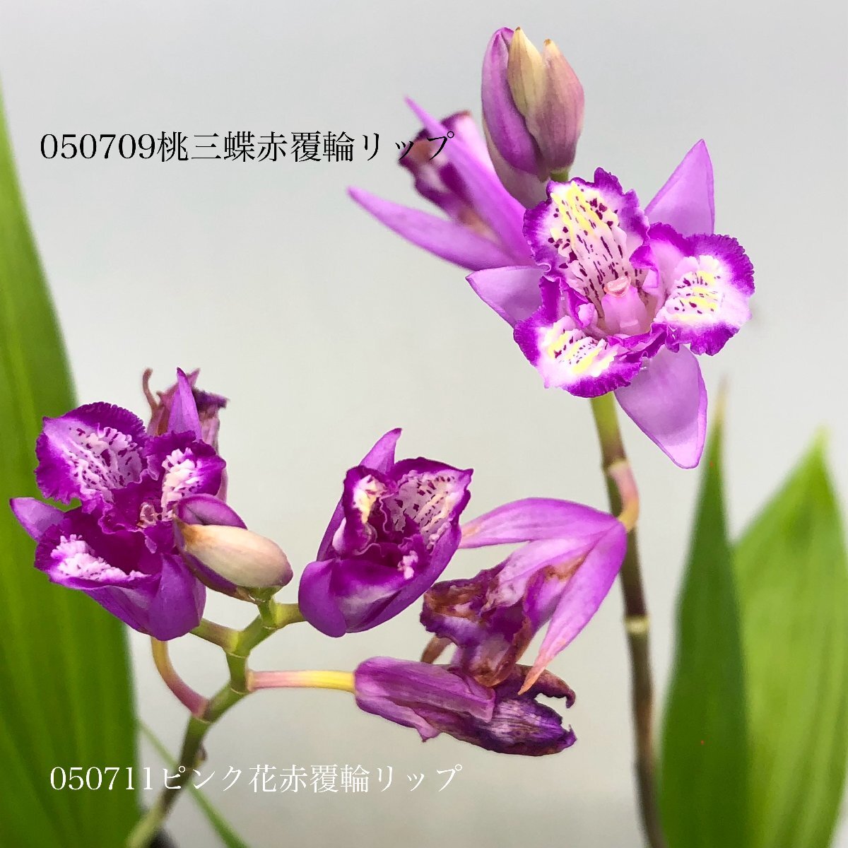 -G93-チャボシラン【ピンク赤覆輪リップ・三蝶・2芽】050711の画像6