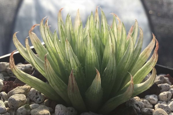 ハオルチア　H. caerulea SS1036 2 km N of the entrance to Helspoort　子苗_参考親（非売）