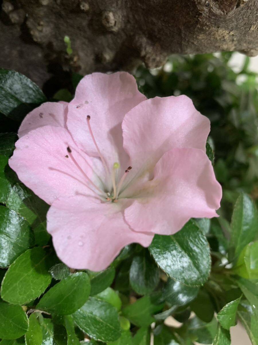  Rhododendron indicum бонсай . небо очень толстый 