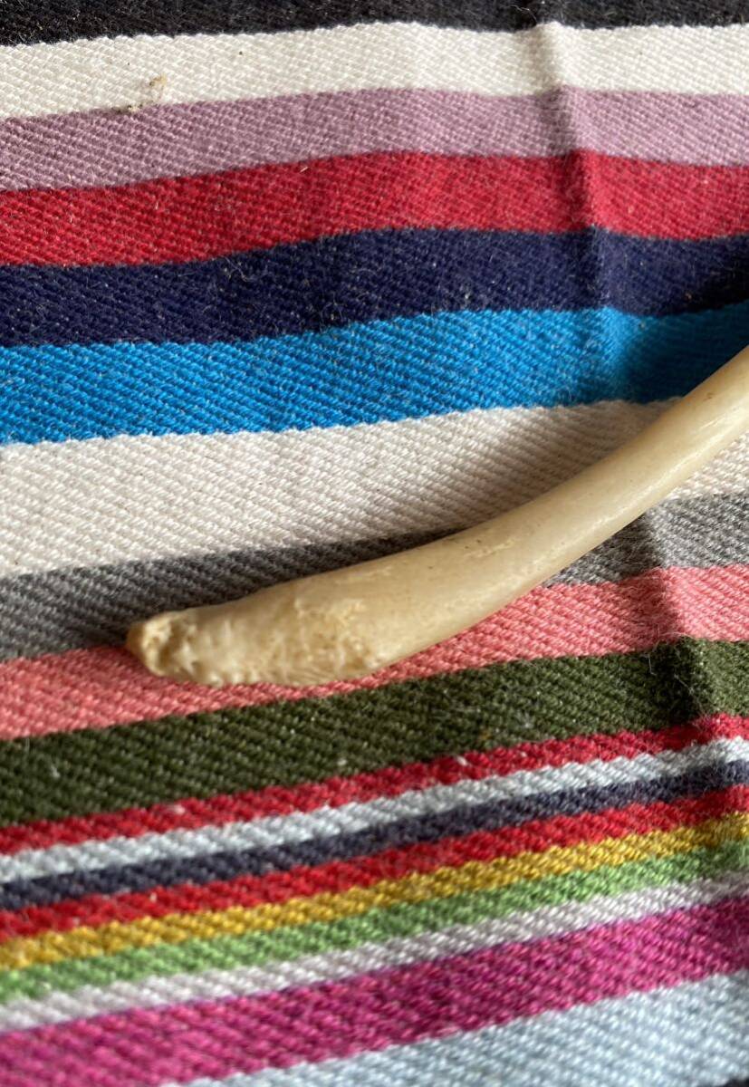 オットセイのペニスの骨剥製。骨格標本　陰茎骨_画像4