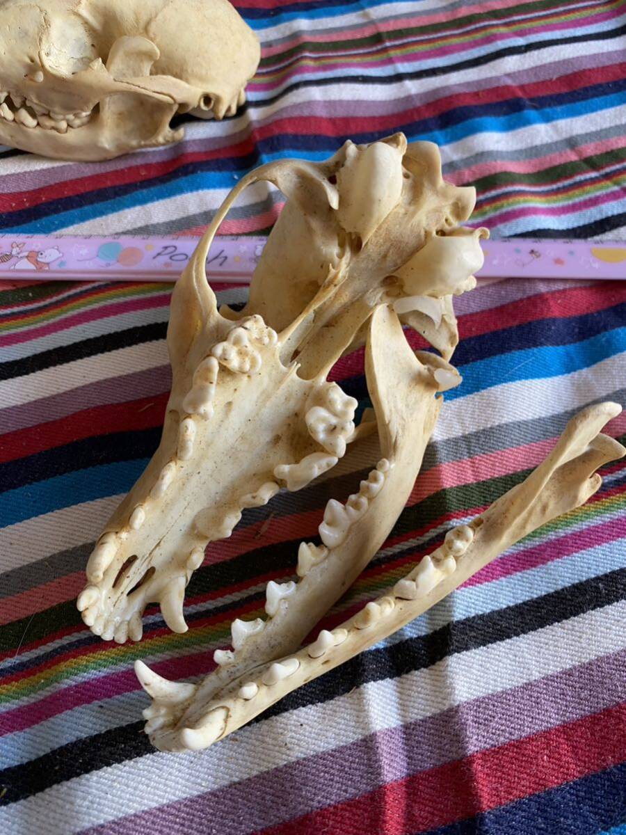  fox ..? head cover . peeling made specimen head . Skull 