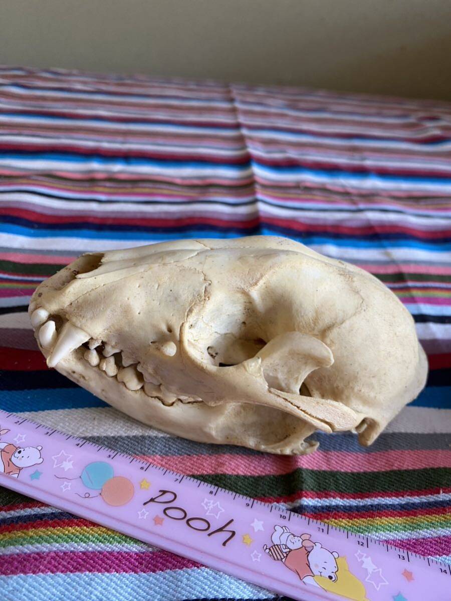  fox ..? head cover . peeling made specimen head . Skull 