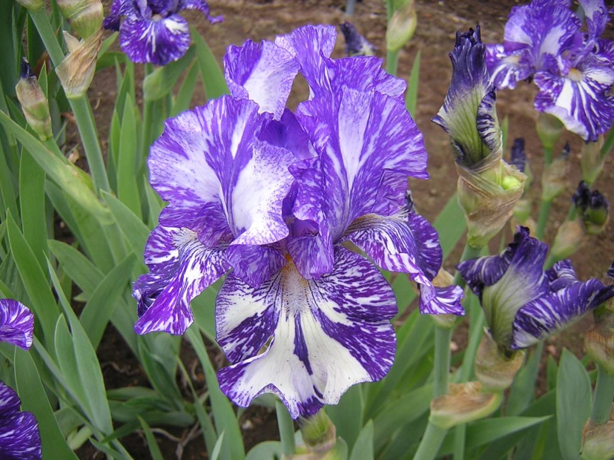  german Iris очень редкость . цвет . очарование ba Tec 