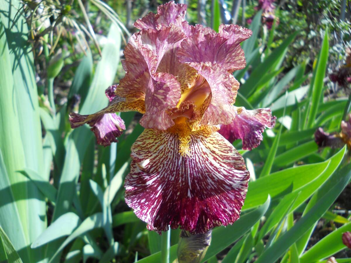  german Iris очень редкость . очарование цвет builder деталь to