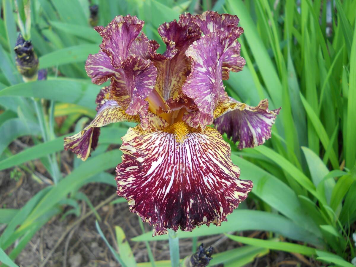  german Iris очень редкость . очарование цвет builder деталь to