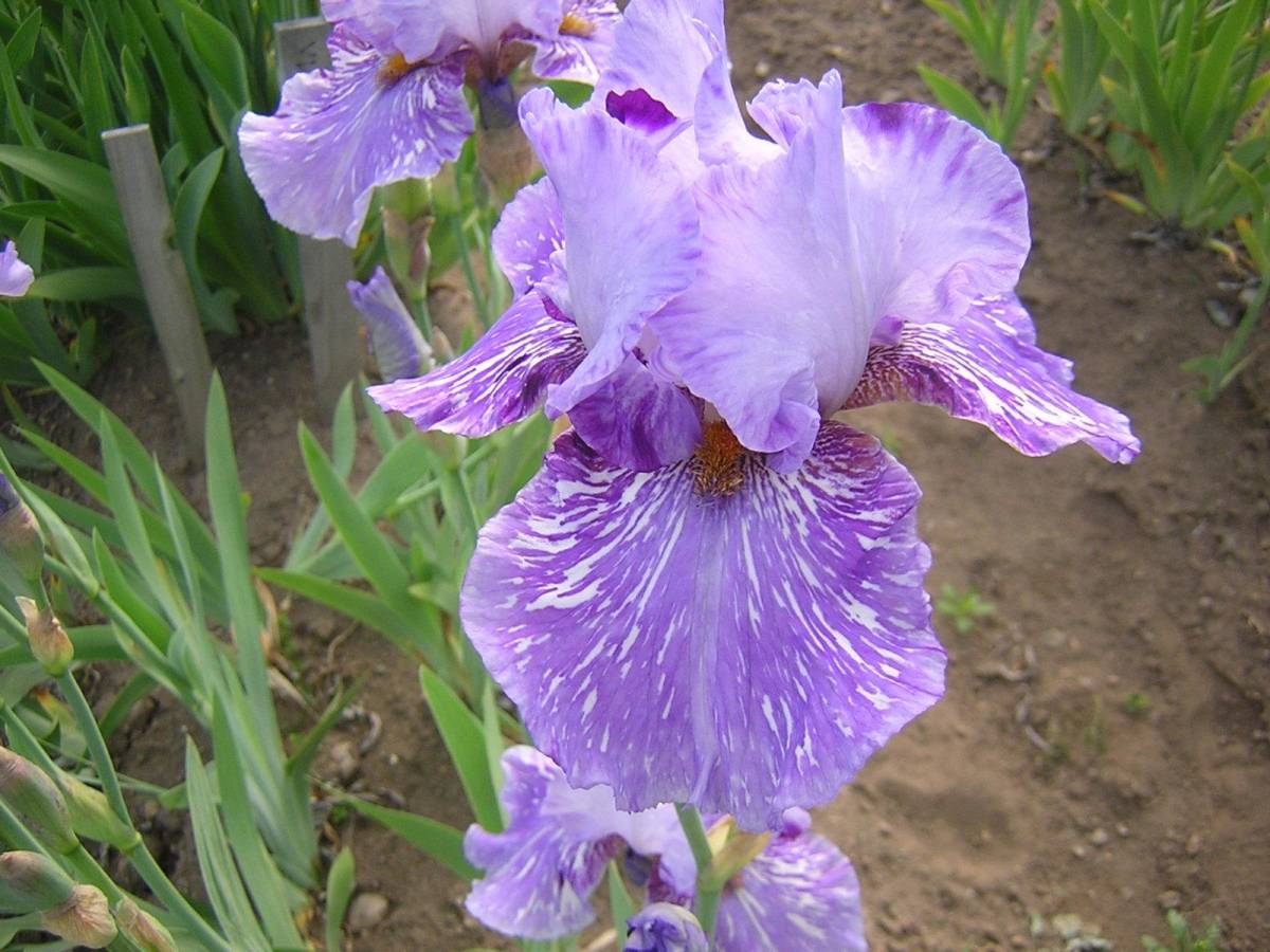  german Iris бог ... особенность есть цвет n-