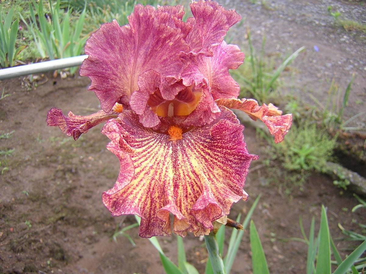  german Iris . красный фиолетовый. уникальность . цвет absorber lakto искусство 