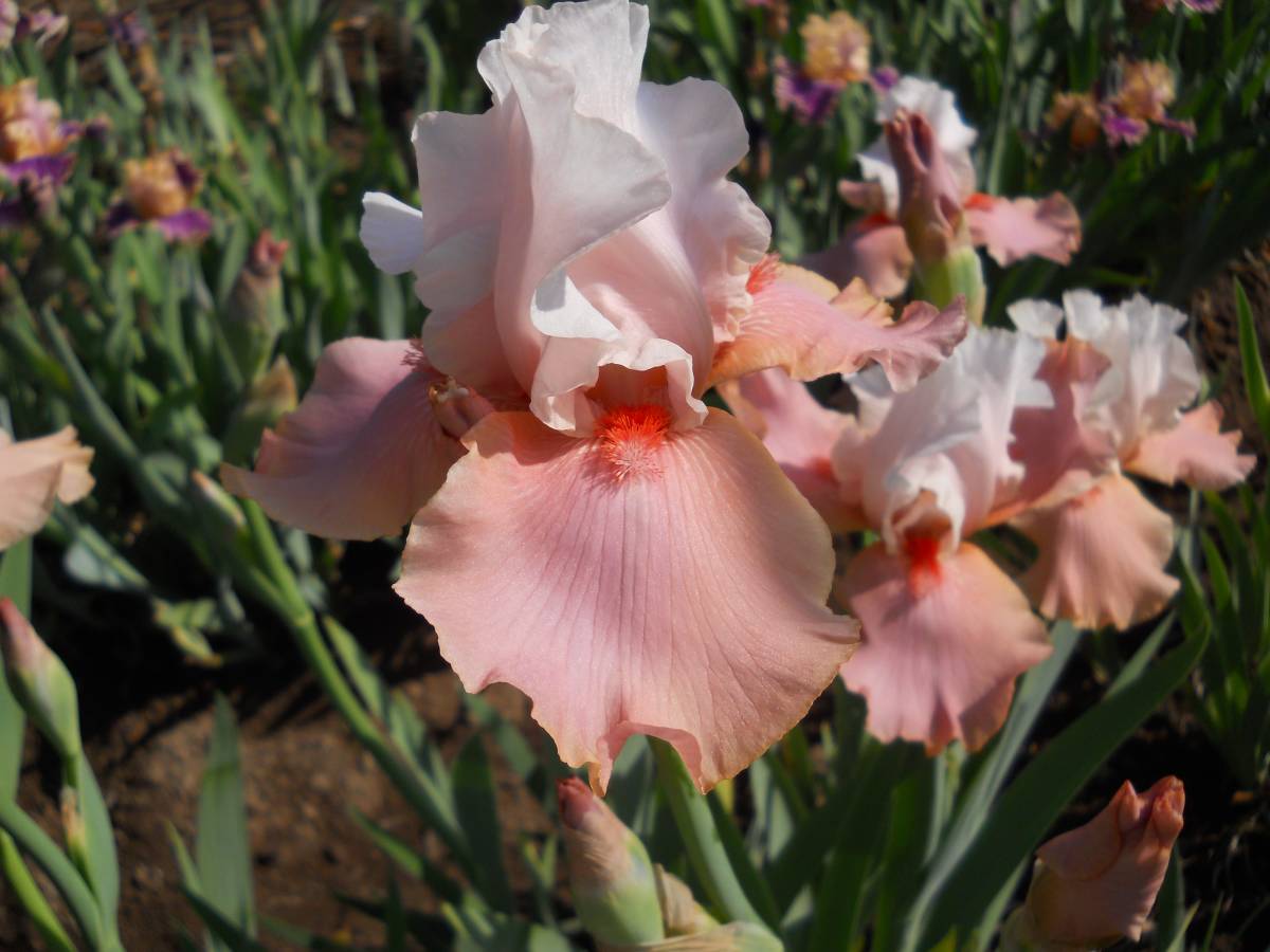  german Iris прохладный розовый. цвет . симпатичный shuga- Magno задний 