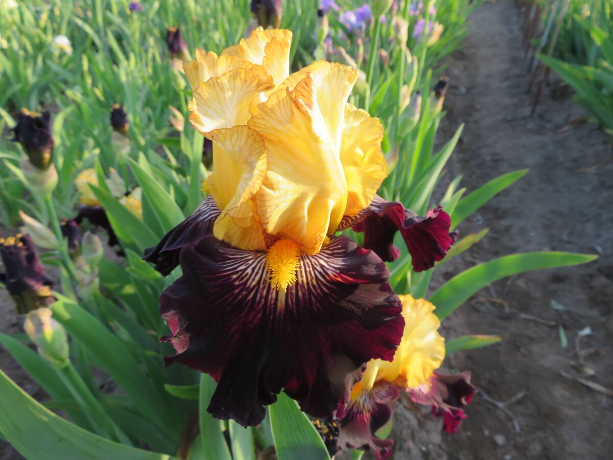  german Iris . ультра .. прекрасный . цвет Rex Advan 