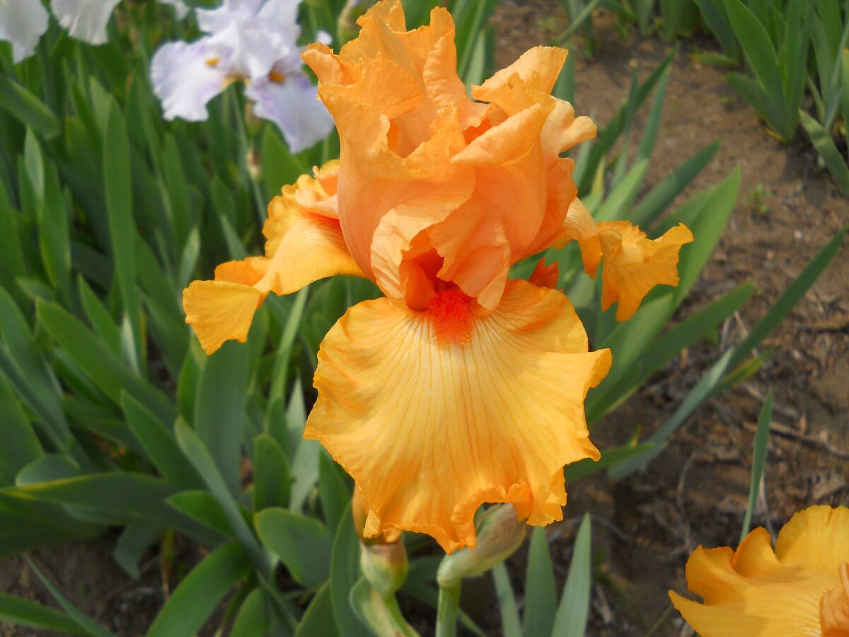  german Iris orange. цвет . прекрасный gdoshou