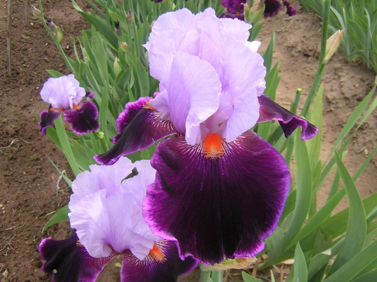  german Iris элегантный .. фиолетовый. цвет Hori te-pare-do