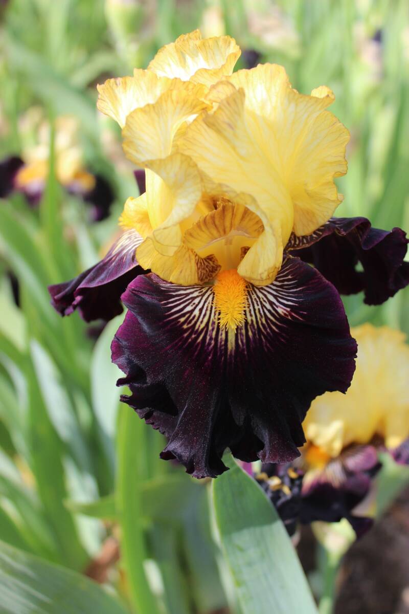  german Iris . ультра .. прекрасный . цвет Rex Advan 