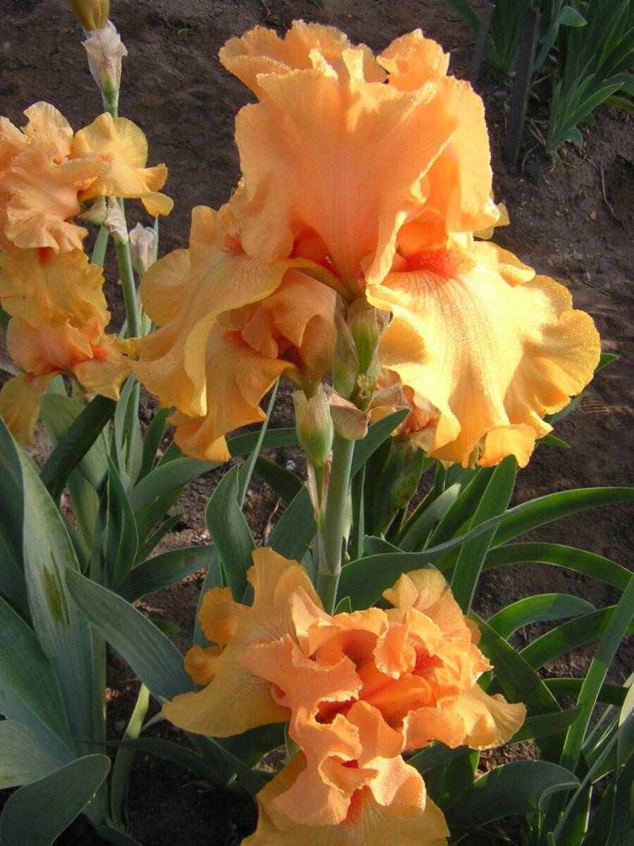  german Iris orange. цвет . прекрасный gdoshou