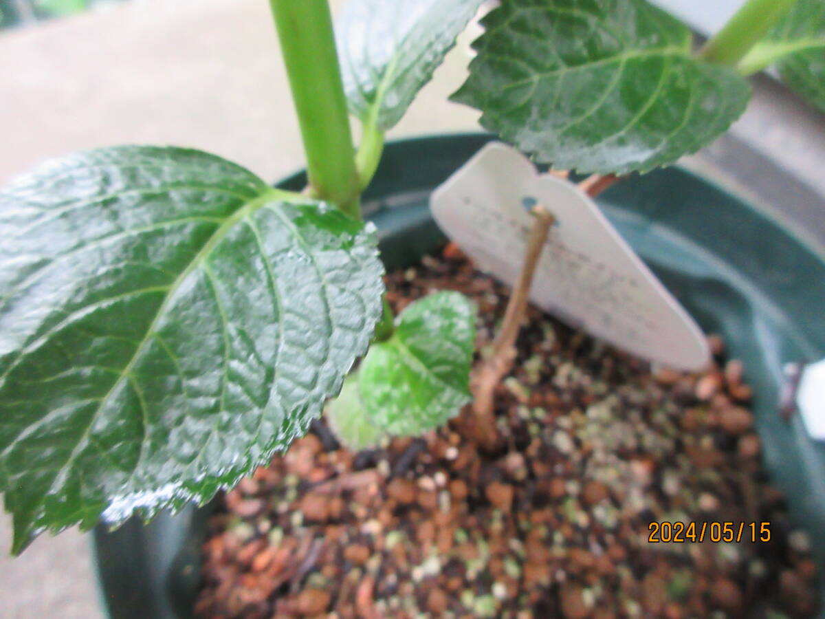 *... hydrangea. seedling .. selection [.] label attaching regular goods,5 number pot *