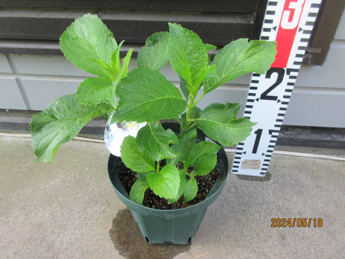 *... hydrangea. seedling .. selection [ purple type part ] label attaching regular goods,5 number pot *