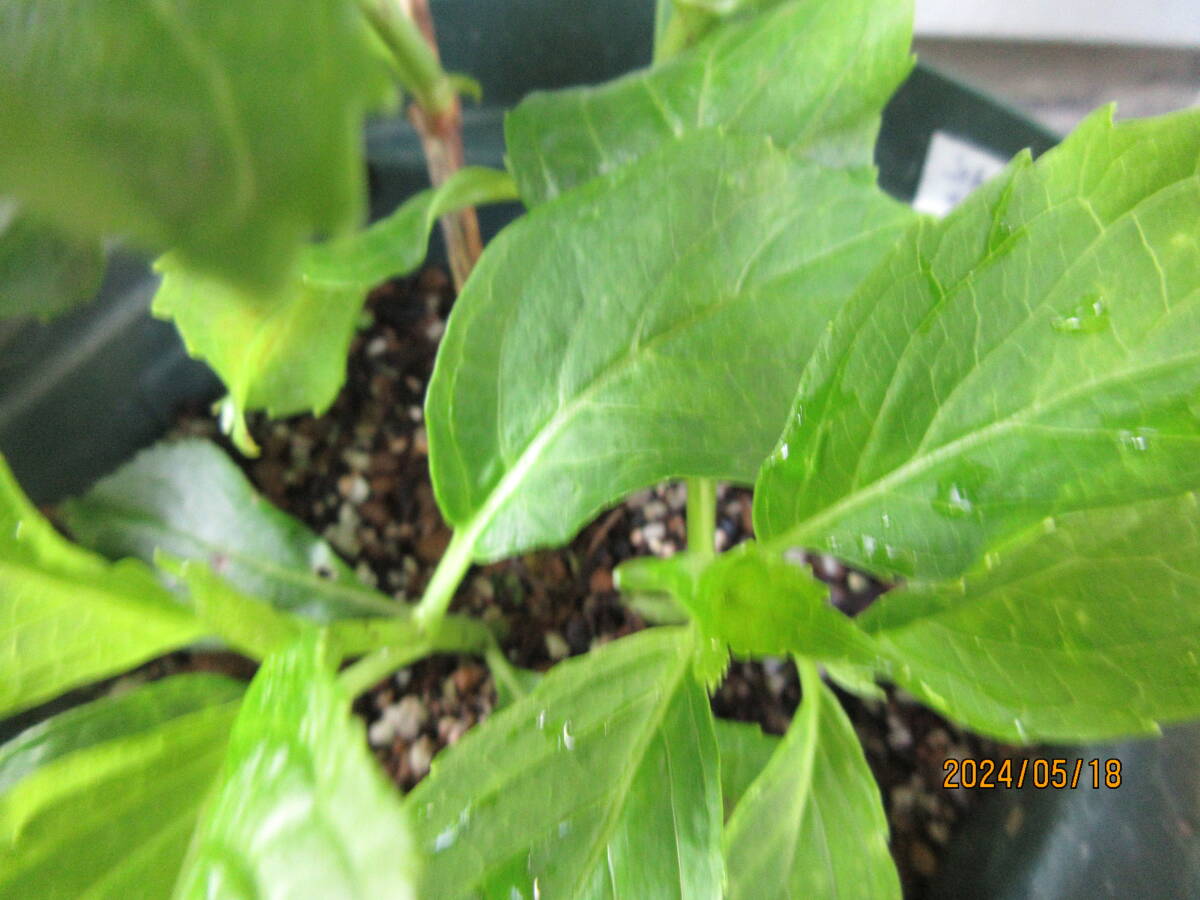 *... hydrangea. seedling .. selection [ purple type part ] label attaching regular goods,5 number pot *
