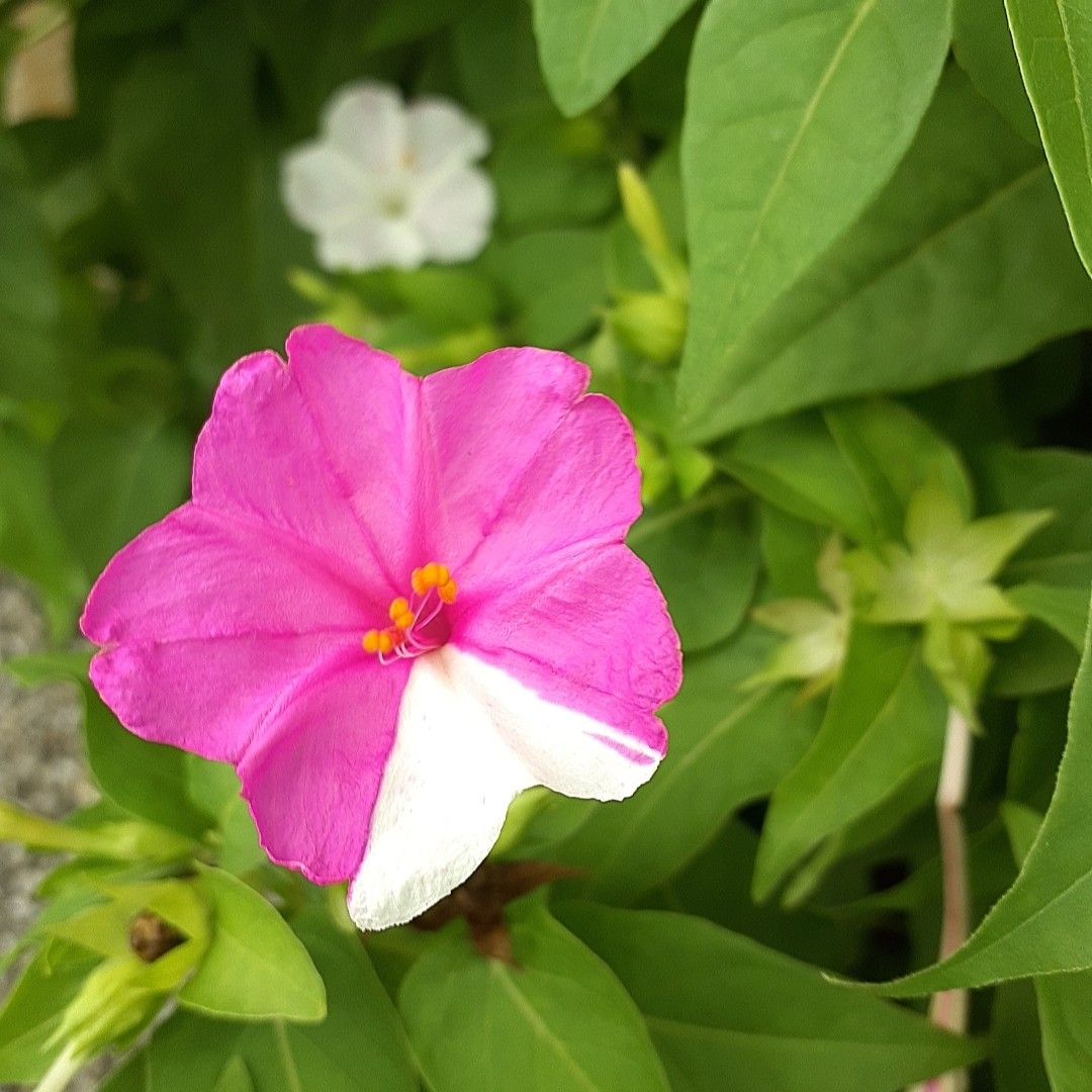 ①おしろい花の種   多年草