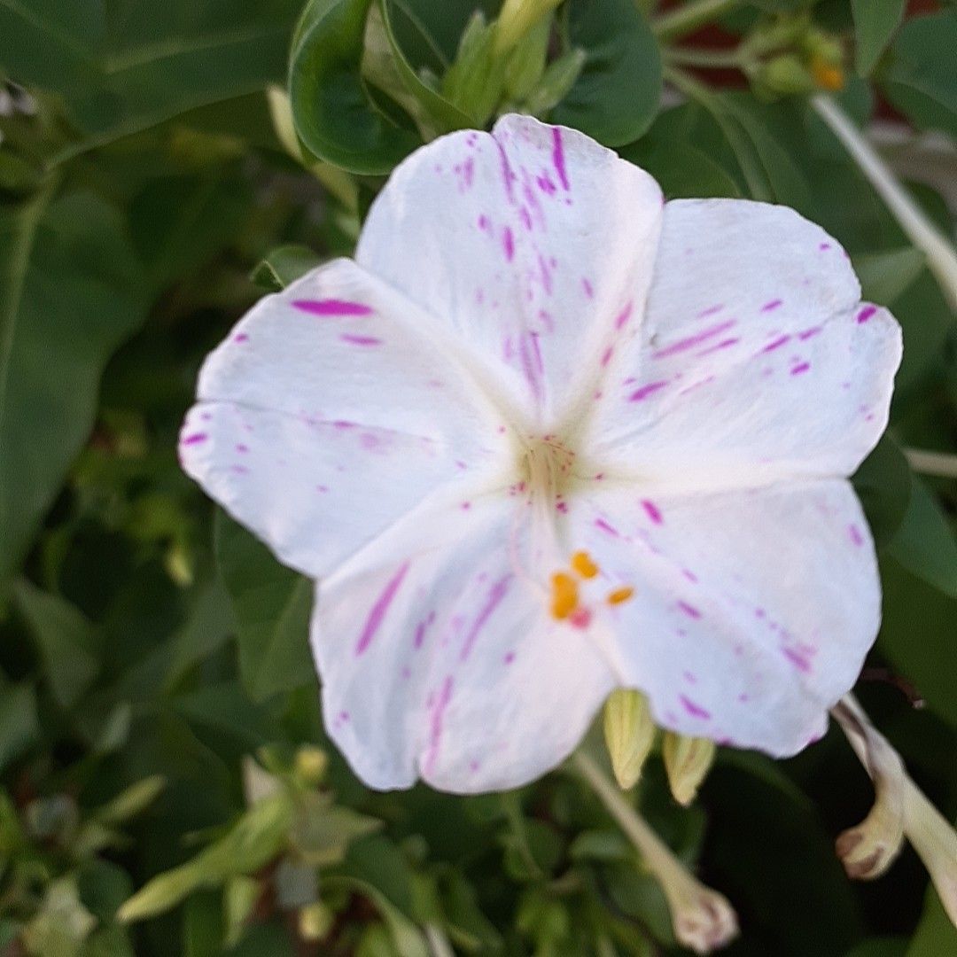 ①おしろい花の種   多年草