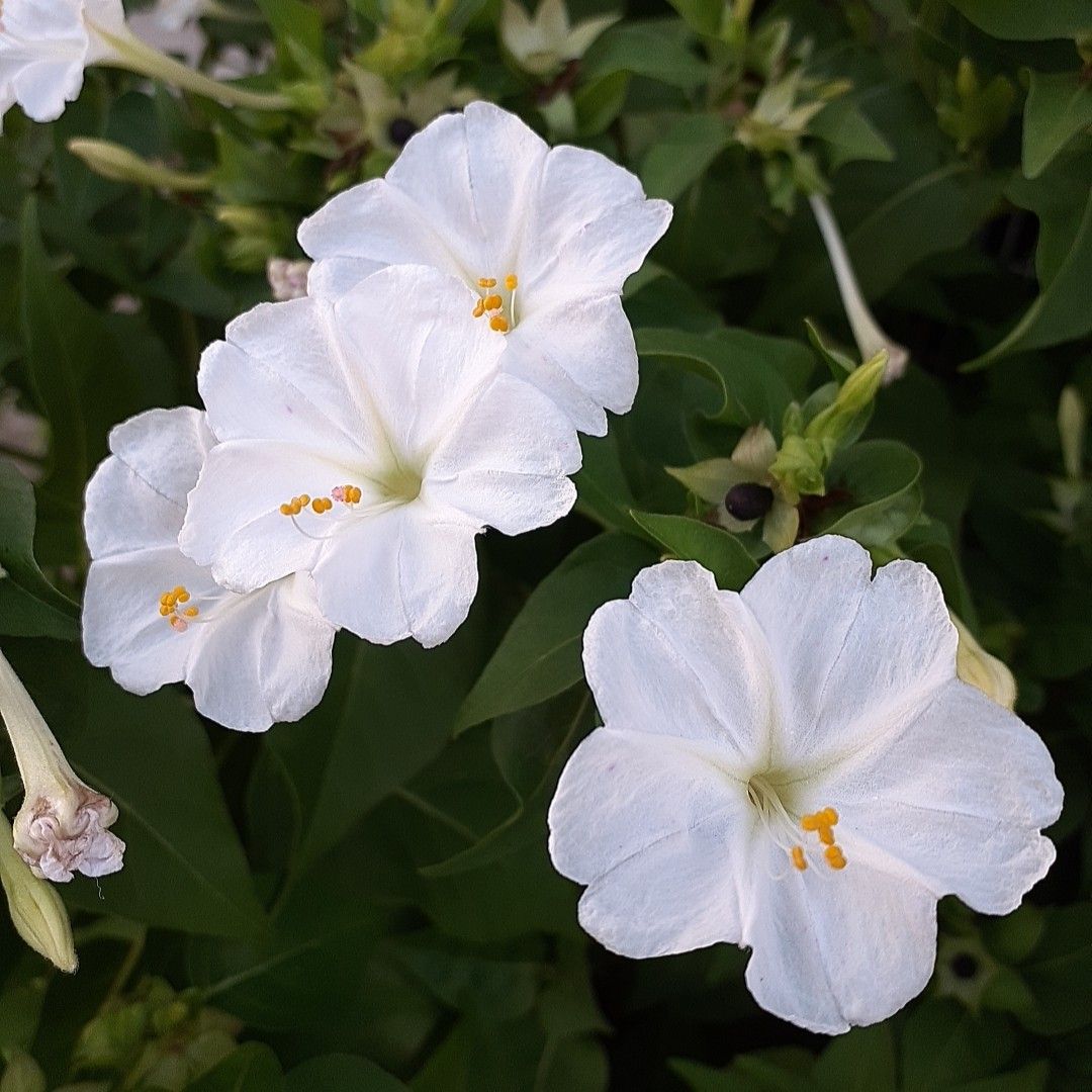 ①おしろい花の種   多年草