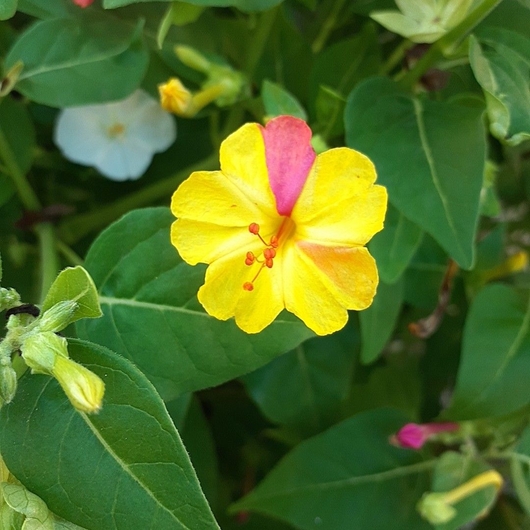 ③おしろい花の種 多年草