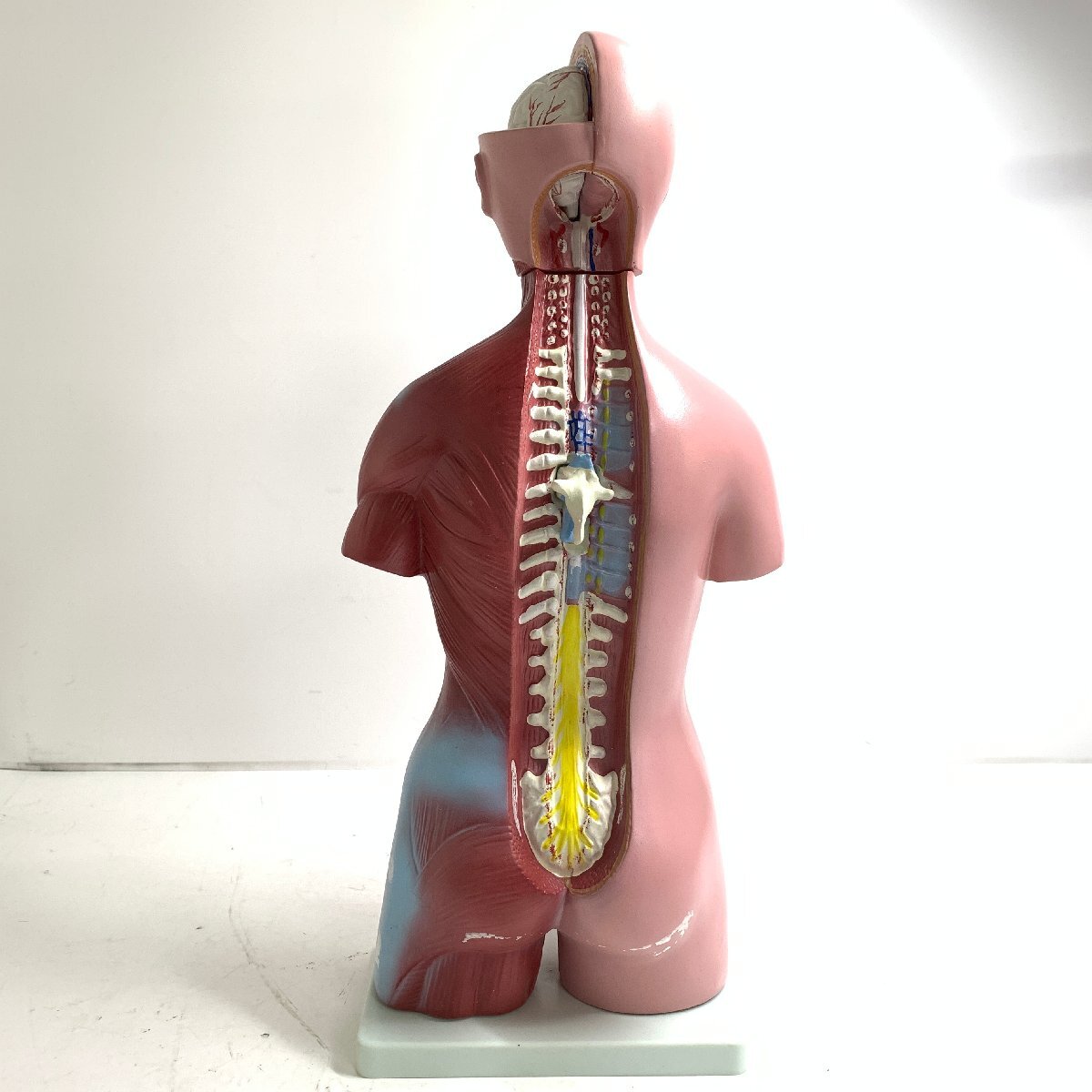 f001 N 人体模型 全長約cm 女性モデル 上半身 臓器 医学教材 内臓模型_画像3