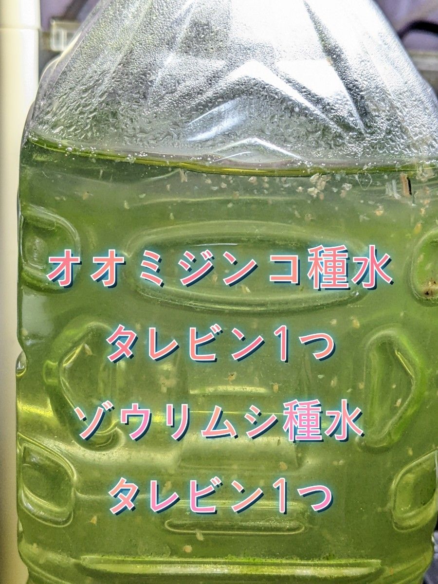 オオミジンコ種水 (タレビン1つ)+ゾウリムシ種水(タレビン1つ)☆お得なスターターセット☆