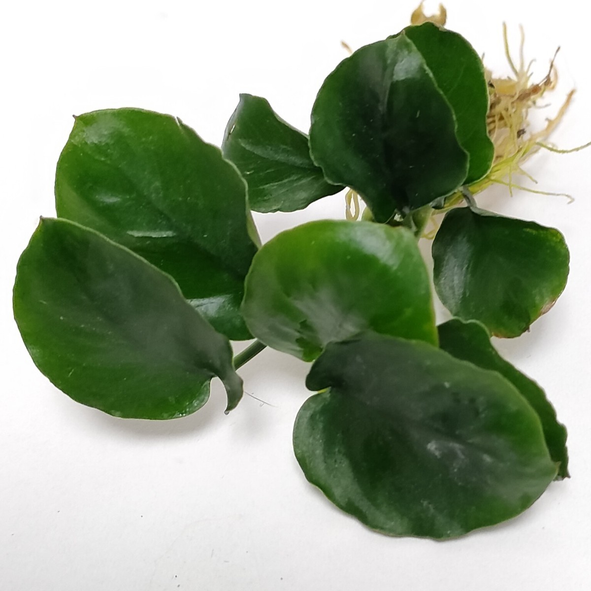 * Anubias coin leaf leaf number 5 sheets and more Taiwan from imported goods..