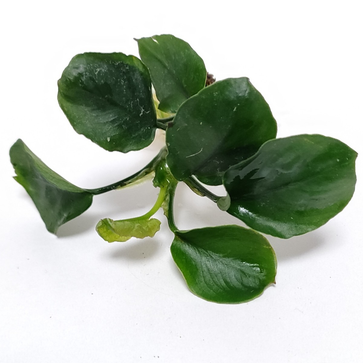 * Anubias coin leaf leaf number 5 sheets and more Taiwan from imported goods..