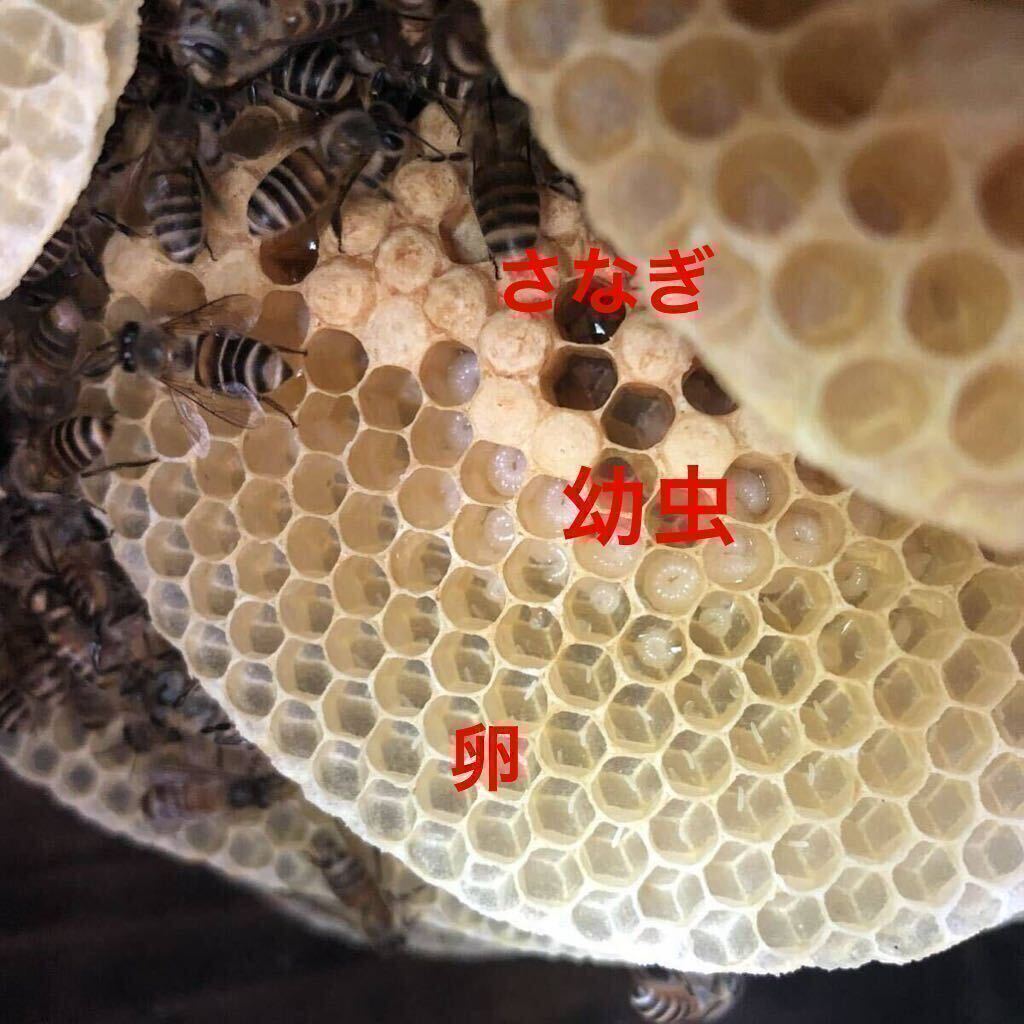 日本みつばち 日本ミツバチ 巣枠式 新女王群の画像3