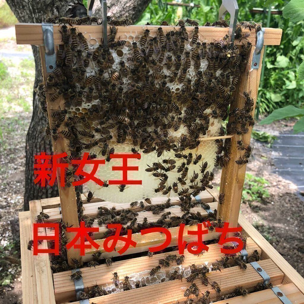 日本蜜蜂　日本みつばち　ニホンミツバチ　巣枠式　新女王群　(チルド便発送可)_日本みつばち