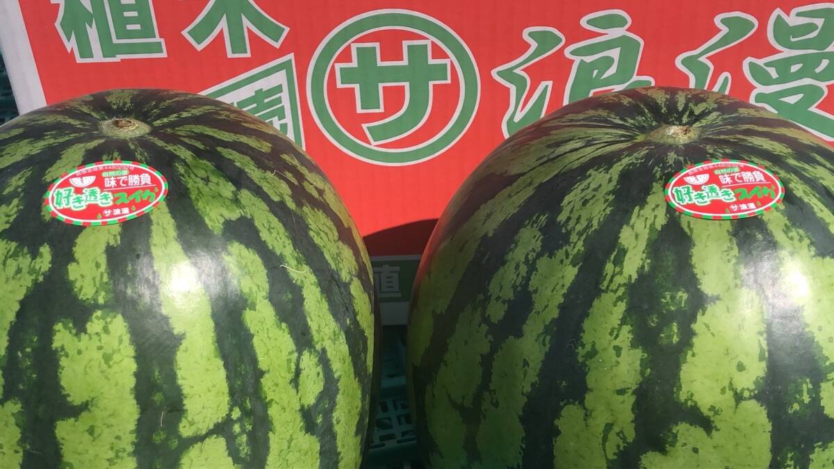  limited sale Kumamoto plant .. preeminence goods prejudice watermelon 3L size and more 2 sphere go in liking .. watermelon 