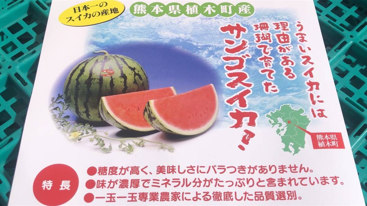  limited sale Kumamoto plant .. preeminence goods prejudice watermelon 3L size and more 2 sphere go in liking .. watermelon 