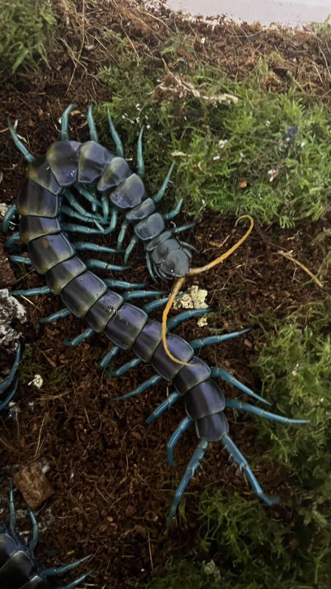 Scolopendra Paradoxaパラドクサムカデ。19-20cm。1円スタート_画像1