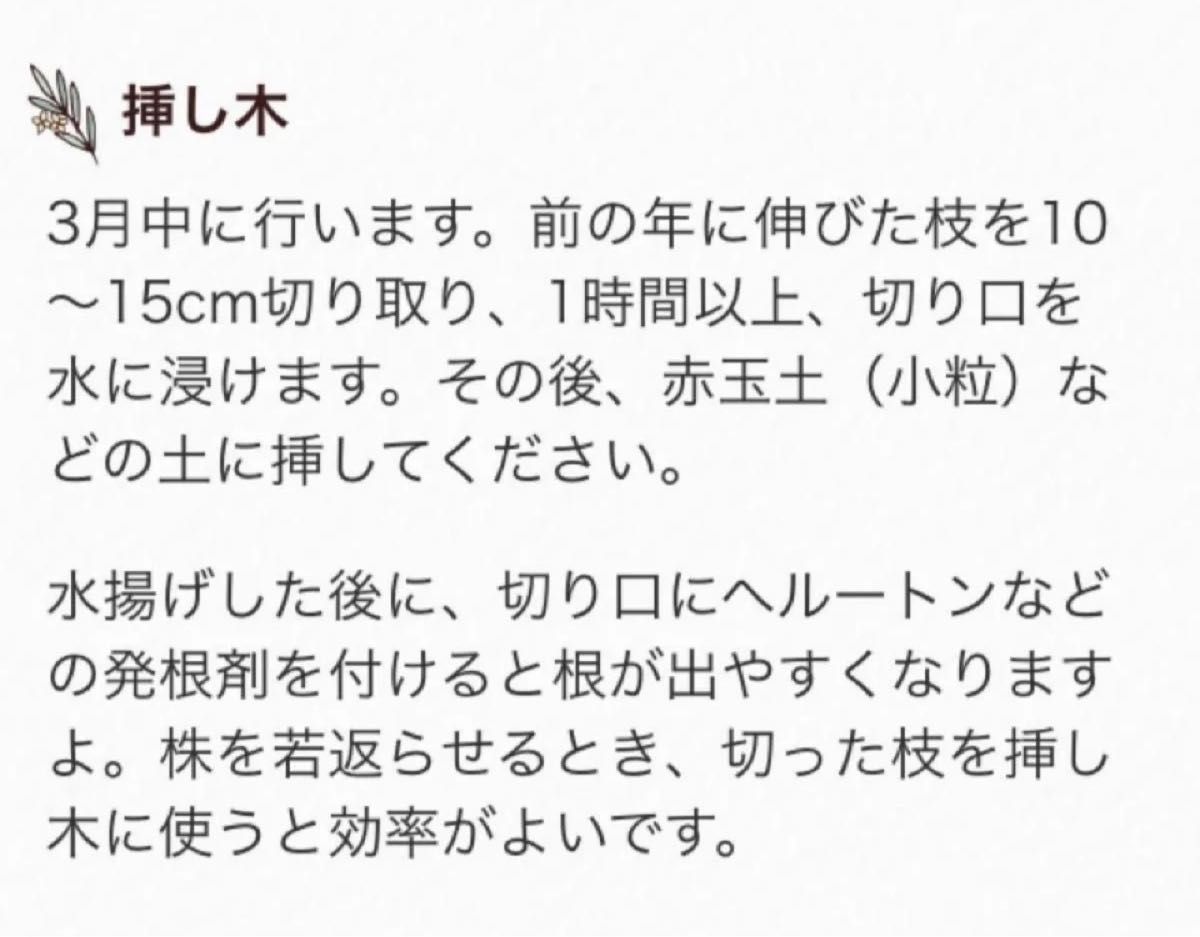 コデマリ　挿し芽用カット芽　約25㎝ 5本以上♪