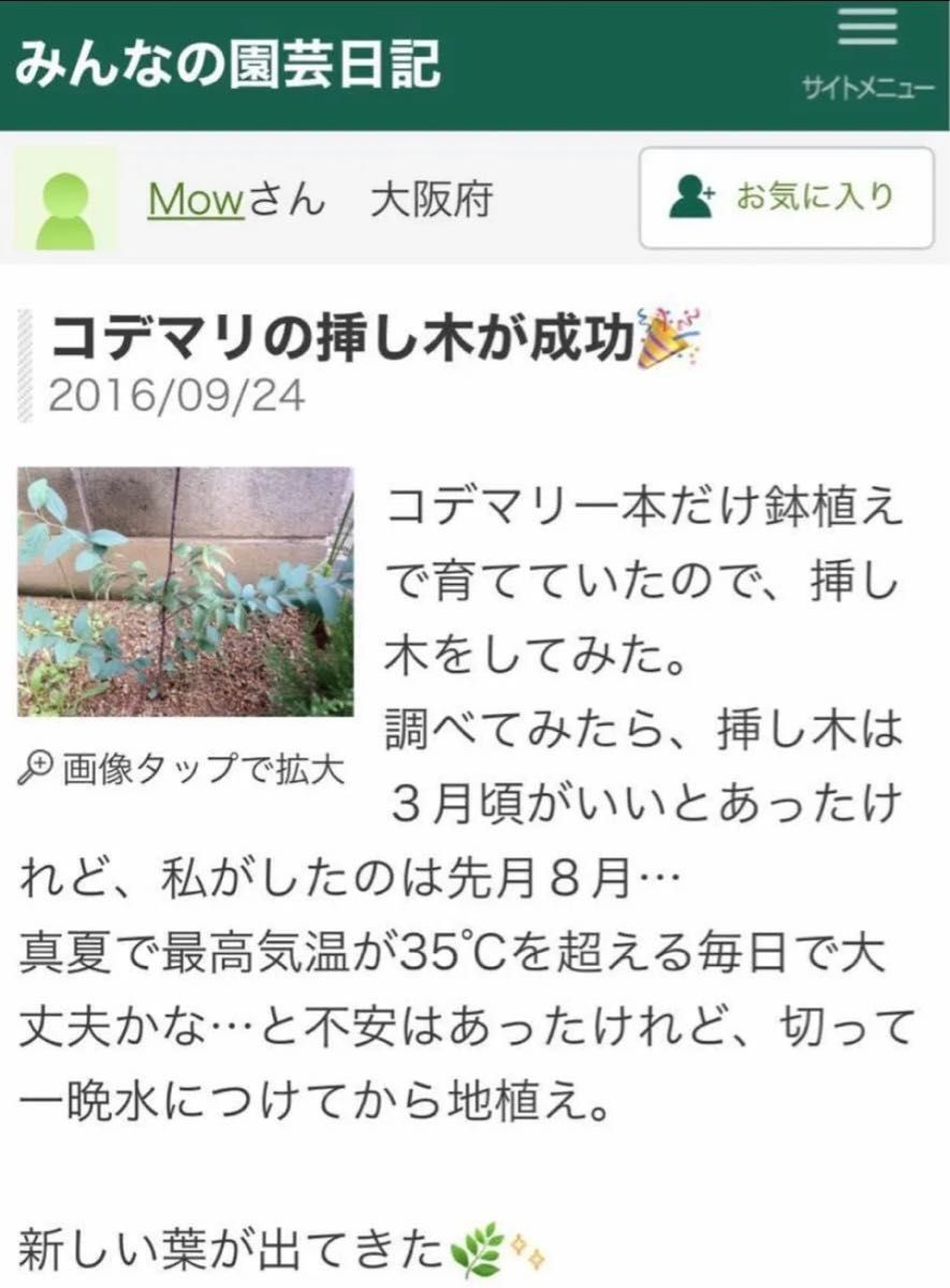 コデマリ　挿し芽用カット芽　約25㎝ 5本以上♪