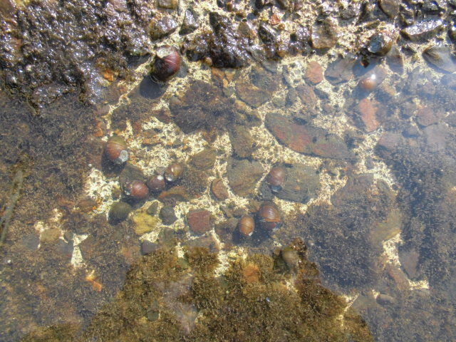 石巻貝 50匹＋α 水槽のコケ取り掃除屋です b メダカ 熱帯魚 金魚 フサモ 水草の画像3