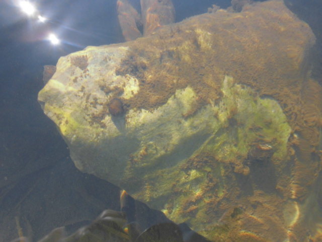 石巻貝 イシマキガイ 200匹＋α 水槽のコケ取り掃除屋です a メダカ 熱帯魚 金魚 タニシ 水草の画像2