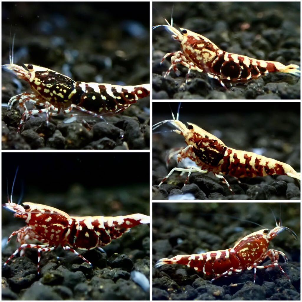 [ HY Shrimp ] красный Galaxy рыба bo-n. особь самец 1 шт самка 4 шт (. яйцо 1 шт )*5 день 6 день отправка не возможно 