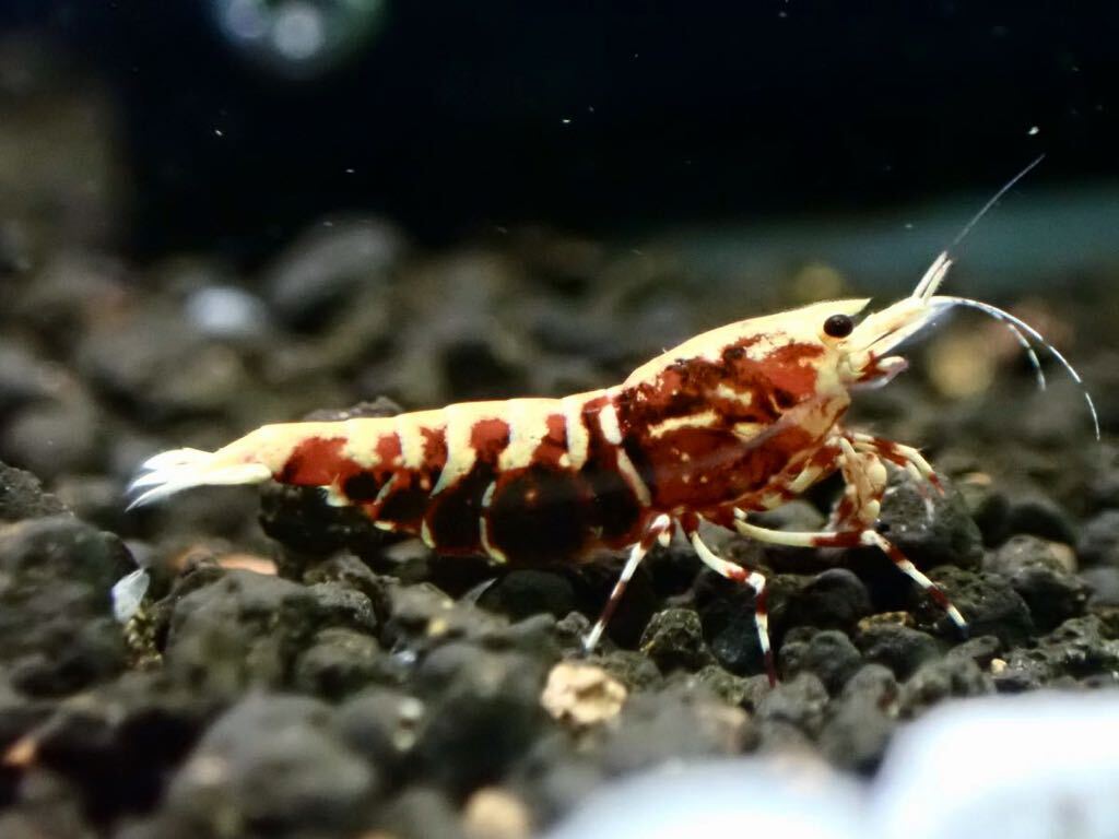 [ HY Shrimp ] красный Galaxy рыба bo-n. особь самец 1 шт самка 4 шт (. яйцо 1 шт )*5 день 6 день отправка не возможно 