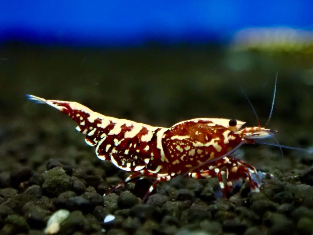 [ HY Shrimp ] красный Galaxy рыба bo-n перевод есть . яйцо самка 1 шт *5 день 6 день отправка не возможно 