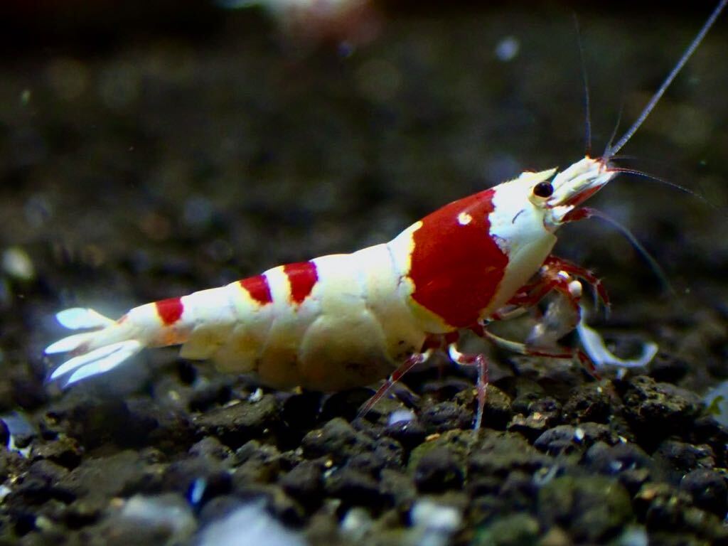 【 HY Shrimp 】レッドビーシュリンプ 雄1匹 抱卵雌2匹ノーマルグレード の画像2